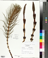 Equisetum telmateia image