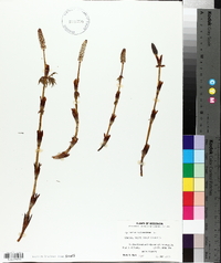 Equisetum sylvaticum image