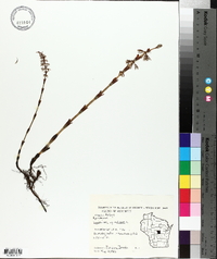 Equisetum sylvaticum image