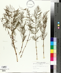 Equisetum sylvaticum image