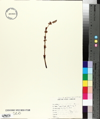 Equisetum sylvaticum image