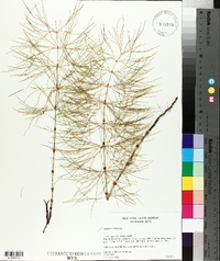 Equisetum sylvaticum image