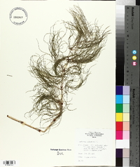 Equisetum sylvaticum image