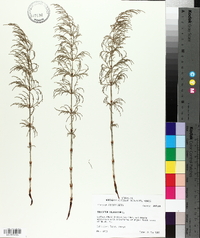 Equisetum sylvaticum image