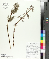 Equisetum sylvaticum image