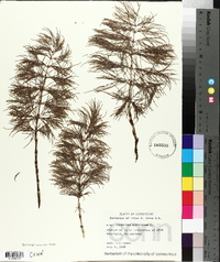 Equisetum sylvaticum image