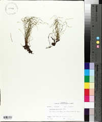 Equisetum scirpoides image