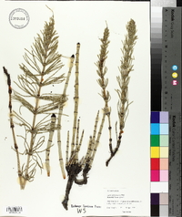 Equisetum pratense image