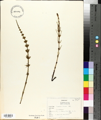 Equisetum pratense image