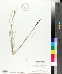 Equisetum palustre image