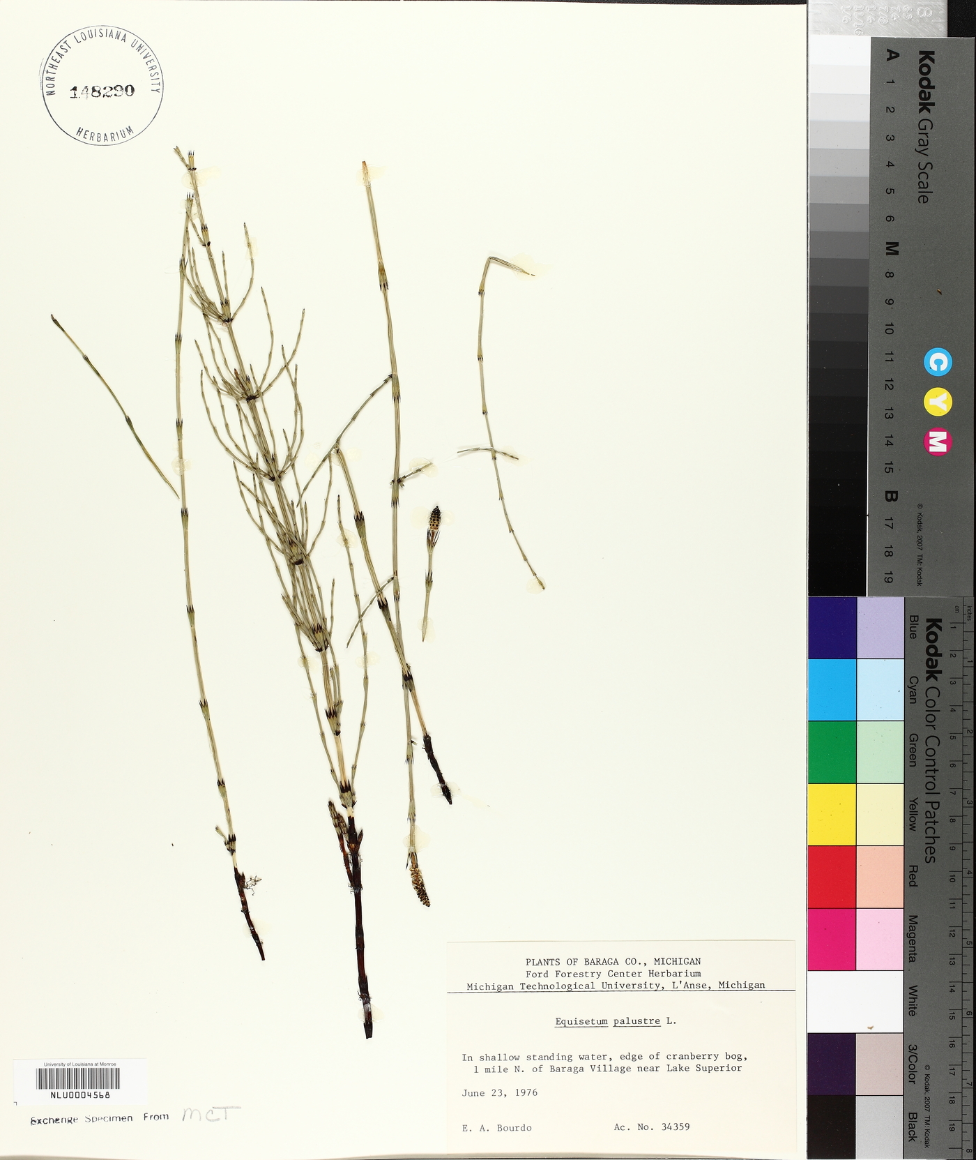 Equisetum palustre image
