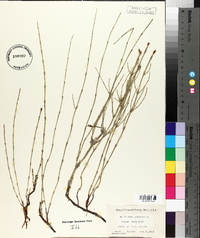 Equisetum palustre image