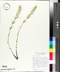 Equisetum palustre image