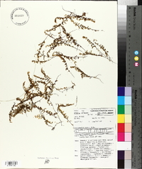 Hymenophyllum darwinii image