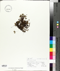 Hymenophyllum lyallii image