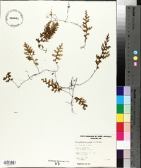 Hymenophyllum baileyanum image