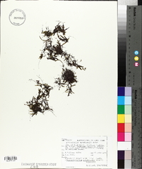 Hymenophyllum armstrongii image