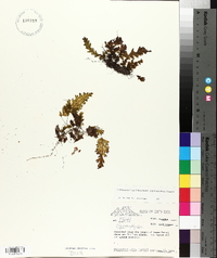 Hymenophyllum asplenioides image