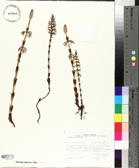 Equisetum sylvaticum image