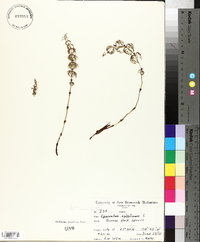 Equisetum sylvaticum image