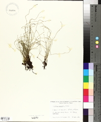 Equisetum scirpoides image