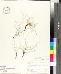 Equisetum scirpoides image