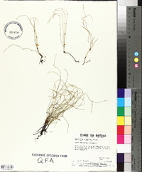 Equisetum scirpoides image