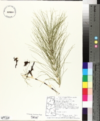 Equisetum pratense image