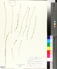 Equisetum variegatum image