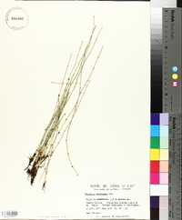 Equisetum variegatum image