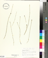 Equisetum variegatum image