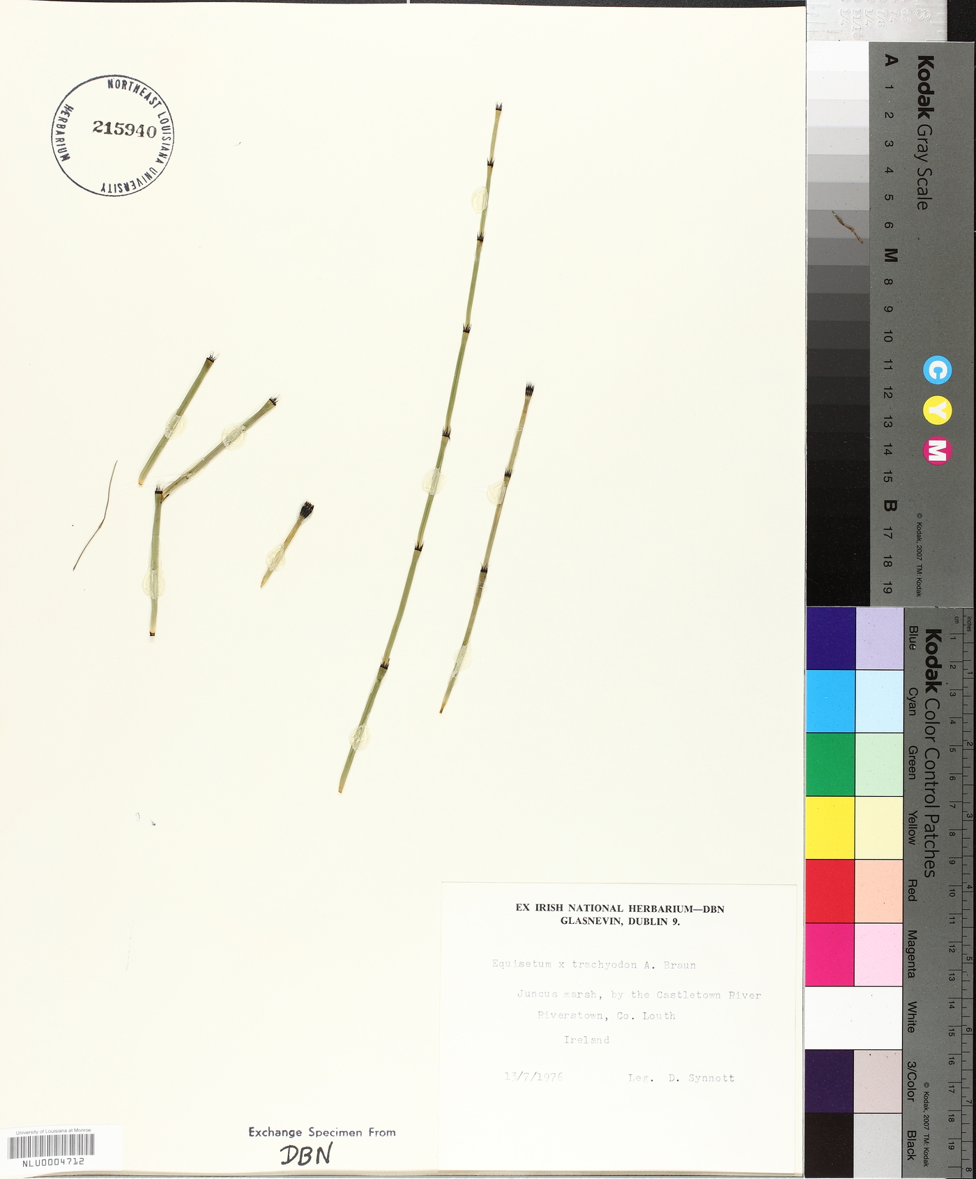 Equisetum × mackayi image