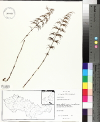 Equisetum sylvaticum image