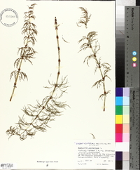 Equisetum sylvaticum image