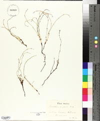 Equisetum scirpoides image