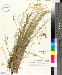 Equisetum ramosissimum image