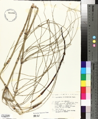 Equisetum ramosissimum image