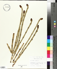 Equisetum limosum image