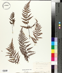 Gymnogramma calomelanos image
