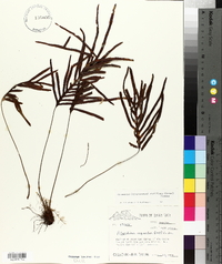 Grammitis sectifrons image