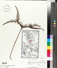 Gleichenia microphylla image