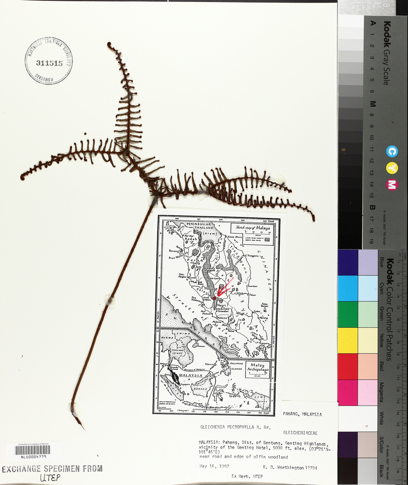 Gleichenia microphylla image