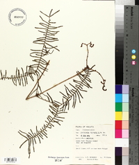 Gleichenia microphylla image