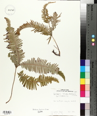 Gleichenia linearis image