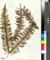 Gleichenia linearis image