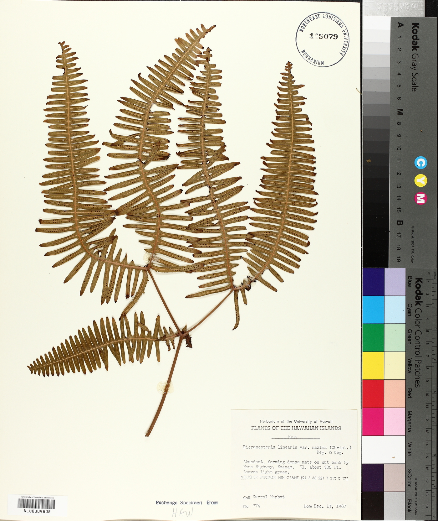 Dicranopteris linearis var. maxima image