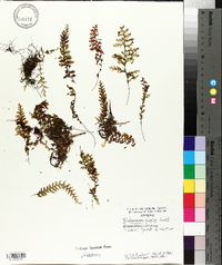 Trichomanes humile image