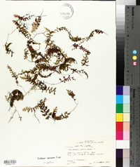 Trichomanes humile image