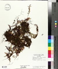 Trichomanes humile image