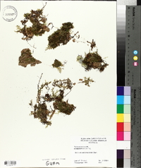 Trichomanes humile image